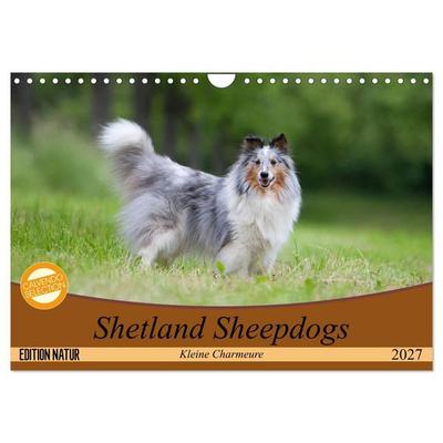 Shetland Sheepdogs - Kleine Charmeure (Wandkalender 2027 DIN A4 quer), CALVENDO Monatskalender