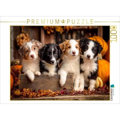 CALVENDO Puzzle Border Collies - Vier kleine Herzensbrecher | 1000 Teile Lege-Größe 64 × 48 cm Foto-Puzzle für glückliche Stunden, von , Calvendo