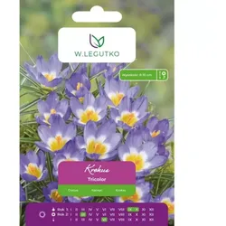 Krokus Tricolor, 10 Stück