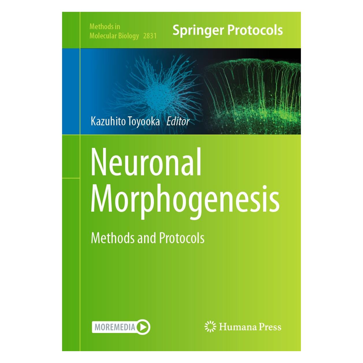 Springer Neuronal Morphogenesis (Englisch, Hardcover, Kazuhito Toyooka) (9781071639689)