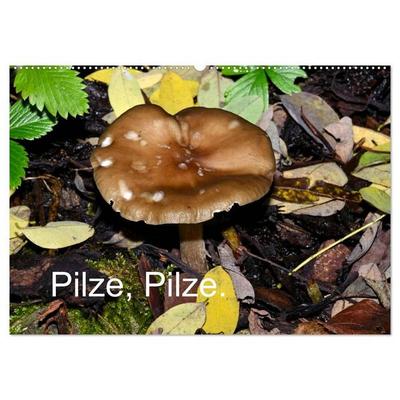 Pilze, Pilze (Wandkalender 2027 DIN A2 quer), CALVENDO Monatskalender