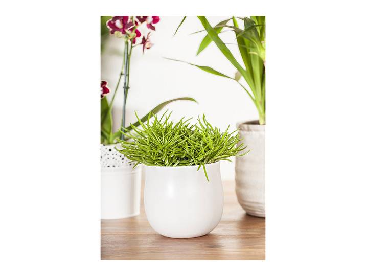 Qualité & Prix Greiskraut Senecio barbertonicus Himalaya ⌀ 10.5 cm