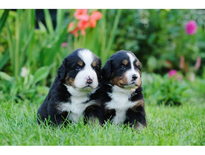 Papermoon Berner Sennenhunde