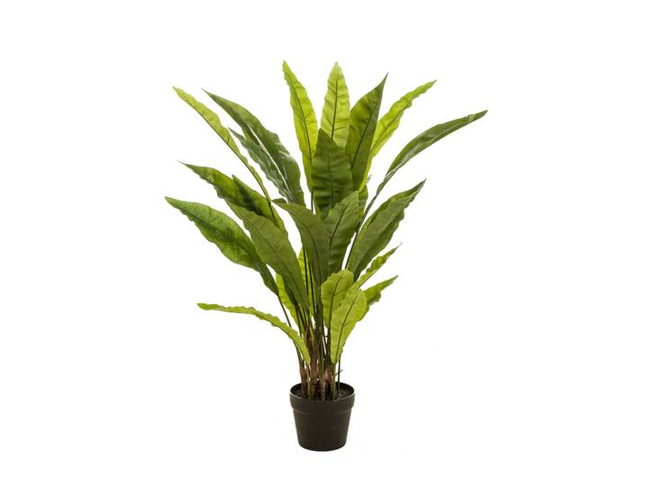 Fern asplenium
