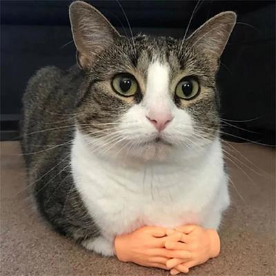 Inspired Finds TinyPaws Mini Hand Cat Massage & Interactive Toy Set TinyPaws Mini Hand Cat Massage & Interactive Toy Set