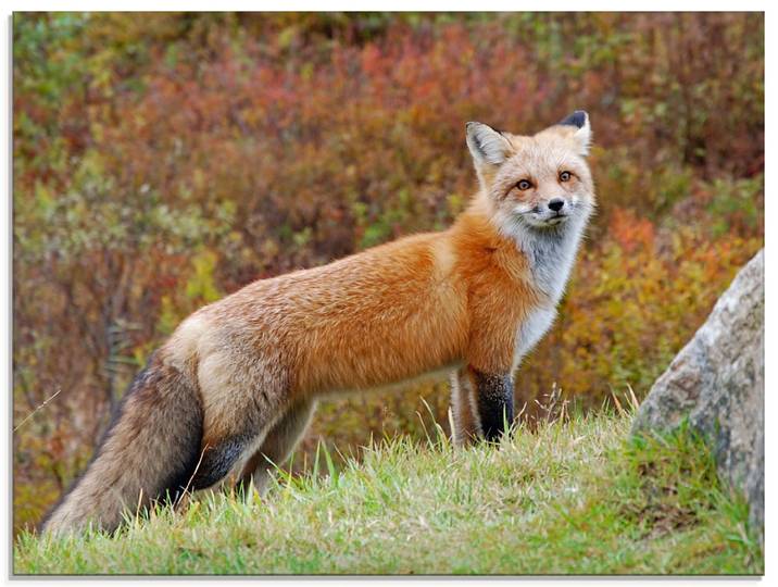 Glasbild ARTLAND Fuchs I , braun (farbe bild(er): braun), B:60cm H:45cm, Bilder, Glasbild, in verschiedenen Grössen