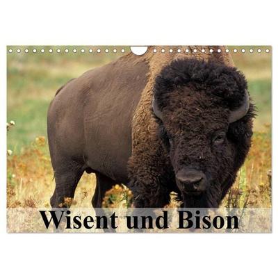 Wisent und Bison (Wandkalender 2026 DIN A4 quer), CALVENDO Monatskalender