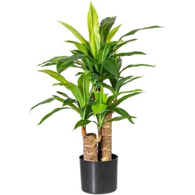 Künstliche Zimmerpflanze OTTO HOME "Corentin", grün, B:38cm H:80cm, Kunststoff, Kunstpflanzen, Künstliche Zimmerpflanze
