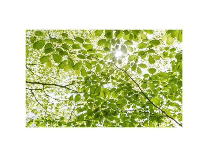 Fototapete, Grün, Graphik, 450x280 cm, Tapeten & Wandverkleidungen, Fototapeten