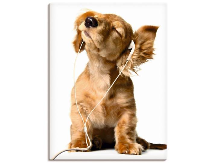 Leinwandbild ARTLAND Junger Hund hört Musik über Kopfhörer , weiss (farbe bild(er): weiß), B:45cm H:60cm, Bilder, Leinwandbild, auf Holzrahmen gespannt