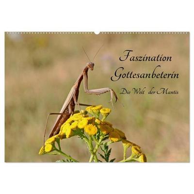 Faszination Gottesanbeterin - Die Welt der Mantis (Wandkalender 2026 DIN A2 quer), CALVENDO Monatskalender