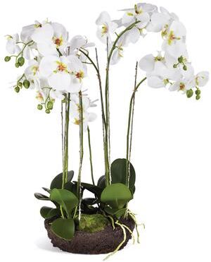 Porch & Petal Phalaenopsis Orchid Bowl Drop-In
