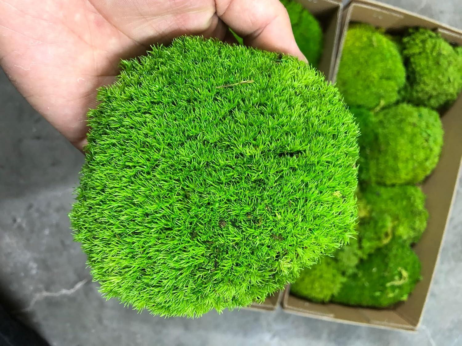 Merkloos Gekonserveerd mos kussen, natuurlijk groen mos, 1,5 m² voor decoratie