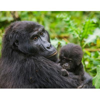 Fototapete PAPERMOON "Gorilla mit Baby", bunt, B:4m L:2,6m, Vlies, Tapeten