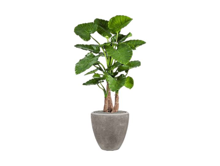 Pflanzen Arrangement „Alocasia Calidora in Polystone Plain“ Ø 50 x 167 cm Baq Design