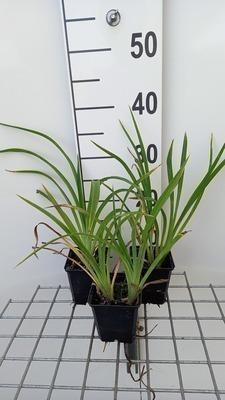 6 x Hemerocallis hybr. Strawberry Candy daglilie - pot van 9 x 9 cm - GRDplanten