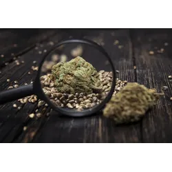 Marj Jane Seeds Hash Plant x White Widow 3 Samen