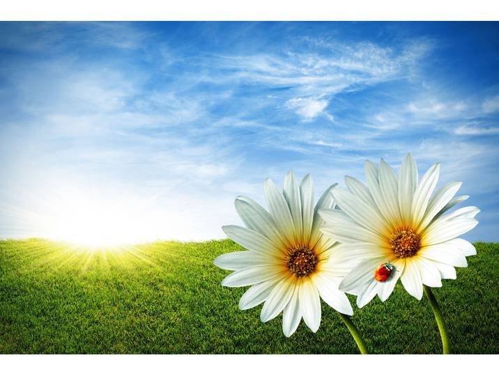Fototapete PAPERMOON Spring Daisies , bunt, B:1,5m L:1,11m, Vlies, Tapeten, Fototapete