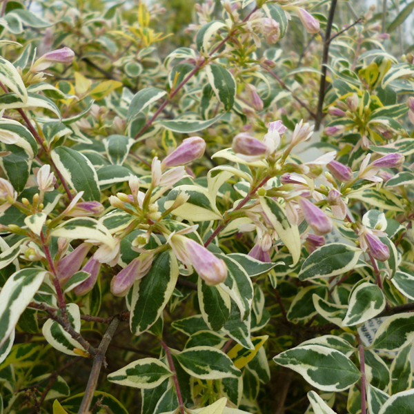 2 x Abelia 'Francis Moon' - Abelia grandiflora - 25-30 cm in pot