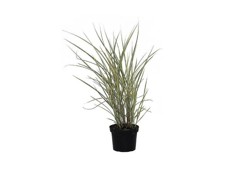 Garten-Chinaschilf Variegatus ' (Miscanthus sinensis 'Variegatus '), Topfgrösse Ø19cm'