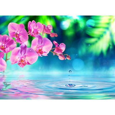 Fototapete PAPERMOON "Zen Orchid and Droplets", bunt, B:2,5m L:1,86m, Vlies, Tapeten