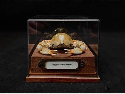 Uplift Picks Real Crab Specimen Display Taxidermy Marine Collectible Home Decor 13