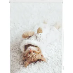 Lichtblick Rollo Klemmfix, ohne Bohren, Verdunkelung, Sleepy Cat  - Weiß