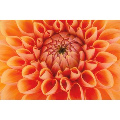 Fototapete PAPERMOON "Blume", bunt, B:3,5m L:2,6m, Vlies, Tapeten