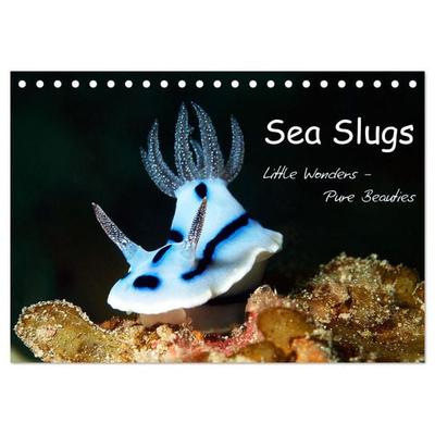 Sea Slugs - Little Wonders - Pure Beauties (Desk Calendar 2026 DIN A5 landscape), CALVENDO 12 Month DeskCalendar