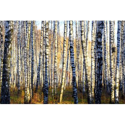 Fototapete PAPERMOON "Parallelen eines Birkenhains", bunt, B:2m L:1,49m, Vlies, Tapeten