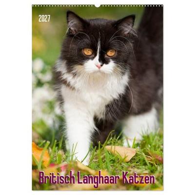 Britisch Langhaar Katzen (Wandkalender 2027 DIN A2 hoch), CALVENDO Monatskalender
