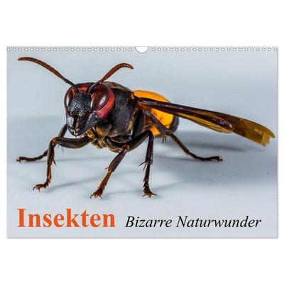 Insekten • Bizarre Naturwunder (Wandkalender 2026 DIN A3 quer), CALVENDO Monatskalender