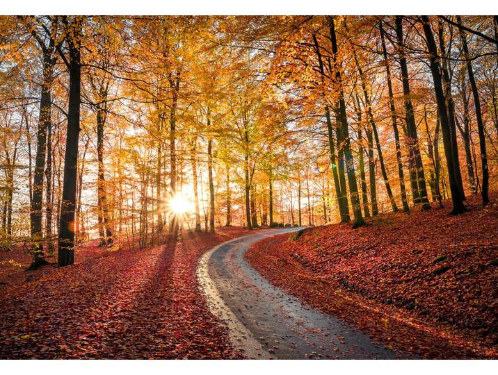 Fototapete PAPERMOON CHRISTIAN LINDSTEN, STRAssE IN SAPTERAYSEN NATIONALPARK, SCHWEDEN , bunt, B:1,5m L:1,11m, Vlies, Tapeten, Fototapete