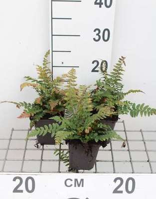 6 x Polystichum aculeatum - Grote blauwgrijze hosta Big Daddy - Pot van 9 x 9 cm - GRDplanten