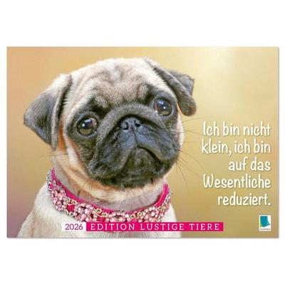 Der Mops: Nicht klein, sondern aufs Wesentliche reduziert. (Tischkalender 2026 DIN A5 quer), CALVENDO Monatskalender