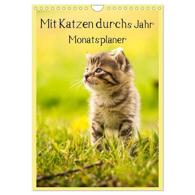 Mit Katzen durchs Jahr / Planer (Wandkalender 2026 DIN A4 hoch), CALVENDO Monatskalender