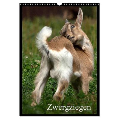 Zwergziegen (Wandkalender 2026 DIN A3 hoch), CALVENDO Monatskalender