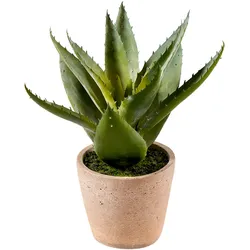 Aloe Pflanze 28cm im Topf grün