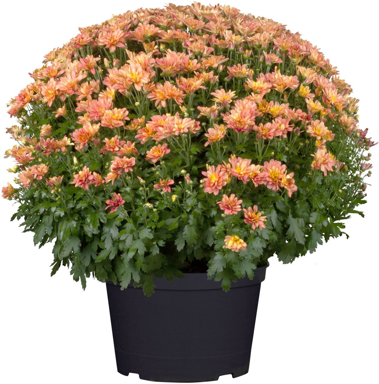 Pflanzen Chrysanthemen Busch Ø 45 cm 19 cm Topf