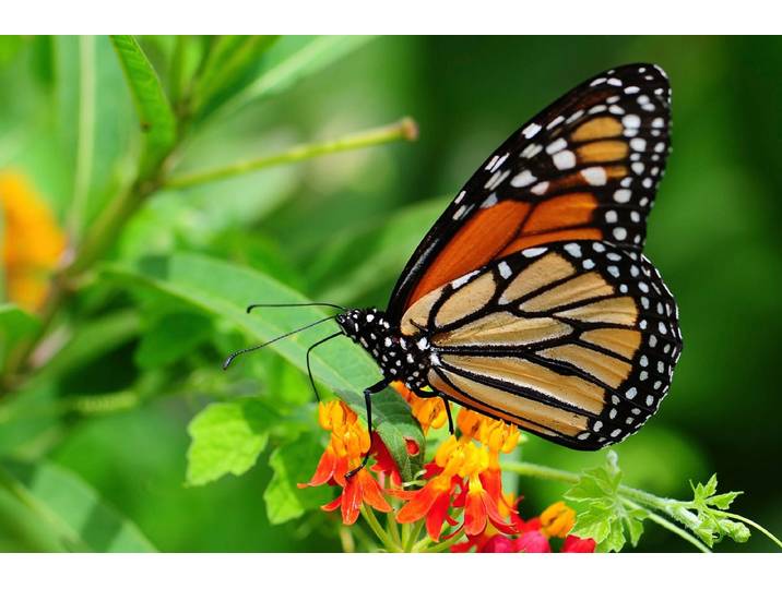 Papermoon Schmetterling