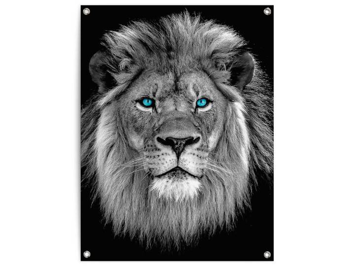 Poster REINDERS Löwe mit blaue Augen , schwarz (farbe bild(er): schwarz), B:60cm H:80cm T:0,1cm, Leinwand, Bilder, Poster, Outdoor für Garten oder Balkon