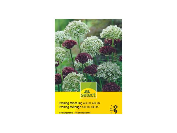 Select Blumenzwiebel Evening Mischung