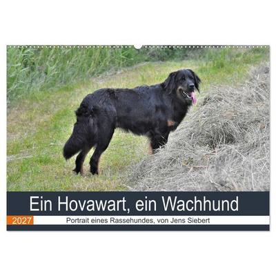 Ein Hovawart, ein Wachhund (Wandkalender 2027 DIN A2 quer), CALVENDO Monatskalender