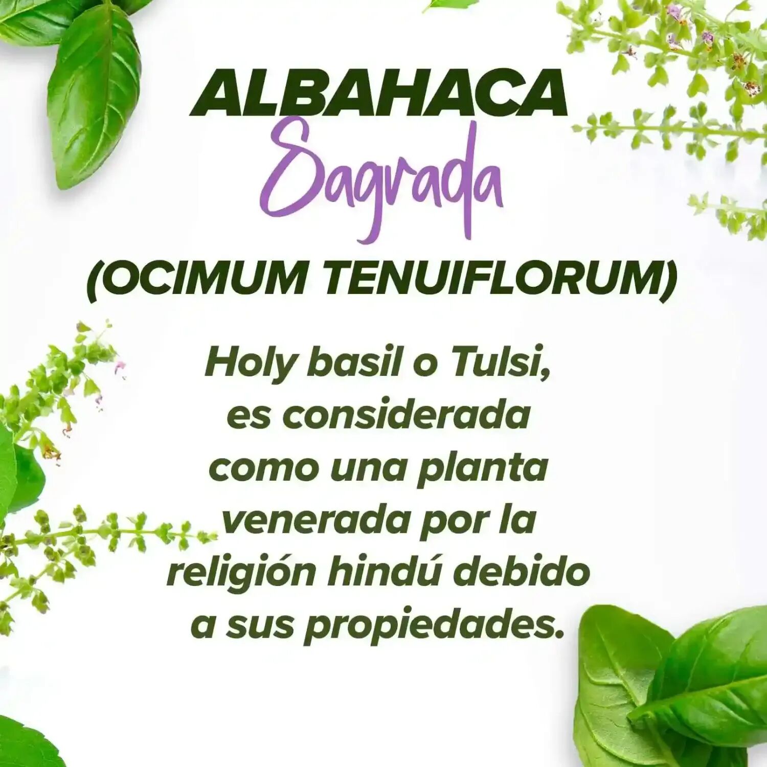 HSN Extracto de holy basil 'albahaca sagrada' (10:1) 300mg - 120 veg caps - Antioxidantes - Cápsulas Vegetales - 120  Servicios