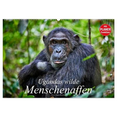Ugandas wilde Menschenaffen (Wandkalender 2027 DIN A2 quer), CALVENDO Monatskalender