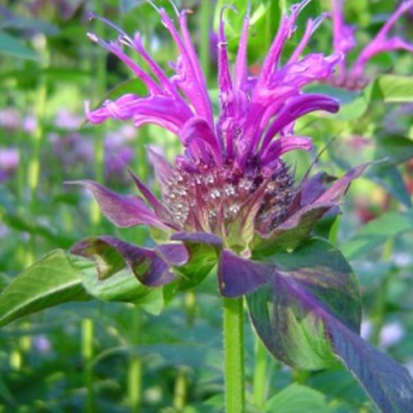 6 x Monarda Scorpion Indianernessel in pot van 9x9 cm van Arborix