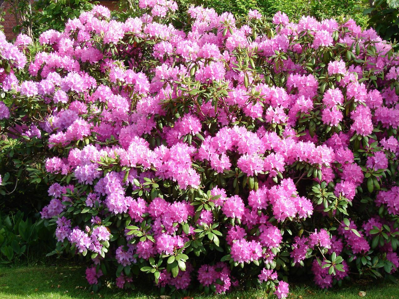 Pflanzen Rhododendron H ca 30 cm 5 l Container