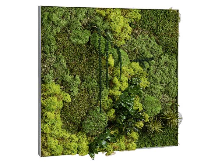Tableau végétal de décoration - Mousse de Finlande stabilisée et 100% naturelle - Cadre carré blanc