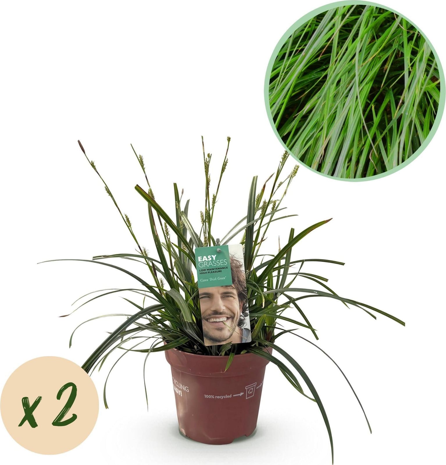 Oasis of Life Japansegge Carex oshimensis Intense Green, 2 planten, Ø17cm, wintergroen en winterhard