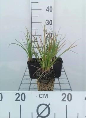 6 x Kniphofia hybr. Little Maid Fakkelbloem - Pot 9 x 9 cm - GRDplanten